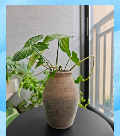 家里阳光不足怎么养花，选对植物种类，掌握养护技巧