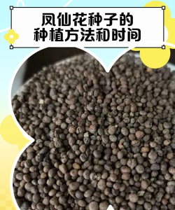 家里阳光不足怎么养花，选对植物种类，掌握养护技巧