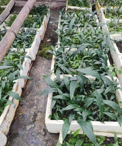 家里阳光不足怎么养花，选对植物种类，掌握养护技巧