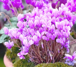 家里阳光不足怎么养花，选对植物种类，掌握养护技巧