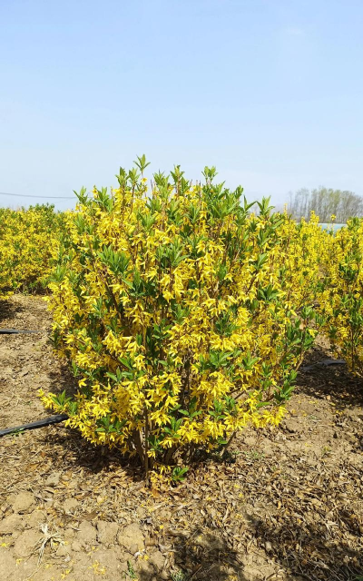 家里阳光不足怎么养花，选对植物种类，掌握养护技巧