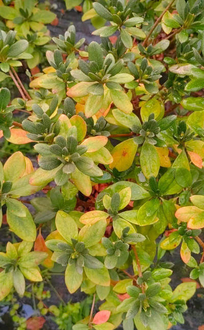 家里阳光不足怎么养花，选对植物种类，掌握养护技巧