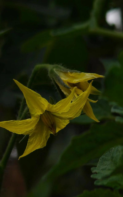 家里阳光不足怎么养花，选对植物种类，掌握养护技巧