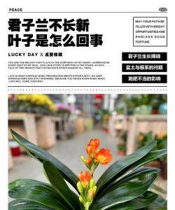 家里阳光不足怎么养花，选对植物种类，掌握养护技巧