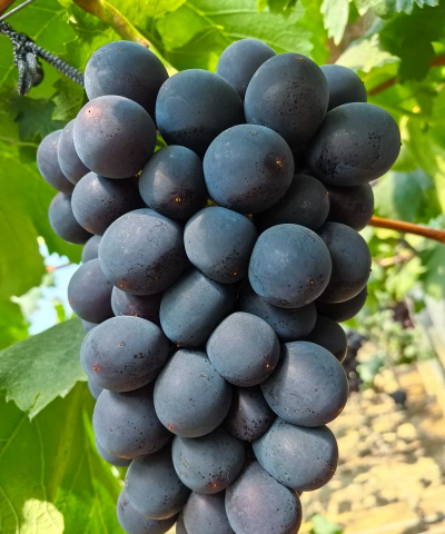 小众送妈妈的花有哪些花