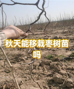 家里阳光不足怎么养花，选对植物种类，掌握养护技巧