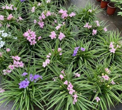 家里阳光不足怎么养花，选对植物种类，掌握养护技巧