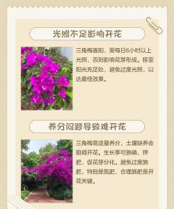 家里阳光不足怎么养花，选对植物种类，掌握养护技巧