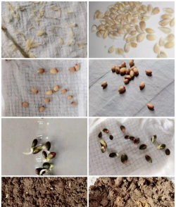 家里阳光不足怎么养花，选对植物种类，掌握养护技巧