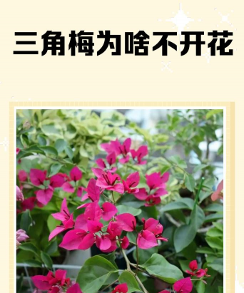 家里阳光不足怎么养花，选对植物种类，掌握养护技巧