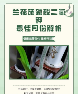 家里阳光不足怎么养花，选对植物种类，掌握养护技巧
