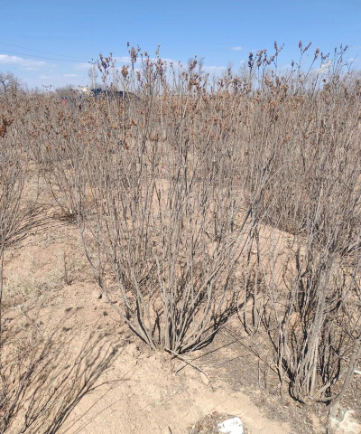 家里阳光不足怎么养花，选对植物种类，掌握养护技巧