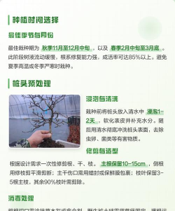 家里阳光不足怎么养花，选对植物种类，掌握养护技巧