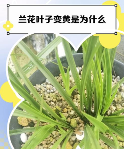 家里阳光不足怎么养花，选对植物种类，掌握养护技巧