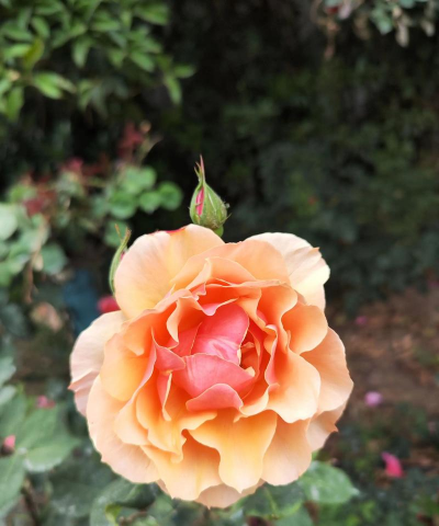 家里阳光不足怎么养花，选对植物种类，掌握养护技巧