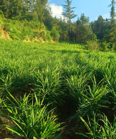 家里阳光不足怎么养花，选对植物种类，掌握养护技巧