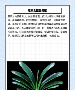 家里阳光不足怎么养花，选对植物种类，掌握养护技巧