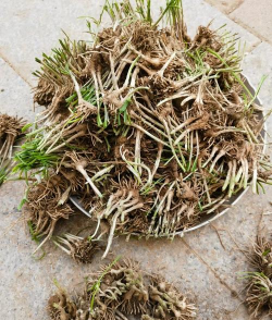 韭菜秋天能移栽吗 韭菜秋天能移栽吗