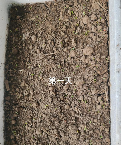 香菜种子几天发芽 香菜种子几天发芽