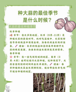 什么季节种大蒜 什么季节种大蒜