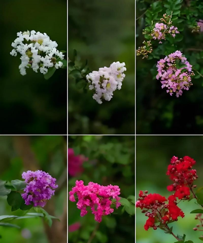 家里阳光不足怎么养花，选对植物种类，掌握养护技巧