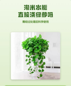 一夜的淘米水能浇绿萝吗 一夜的淘米水能浇绿萝吗