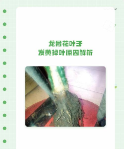 龙骨花为什么叶子发黄 龙骨花为什么叶子发黄