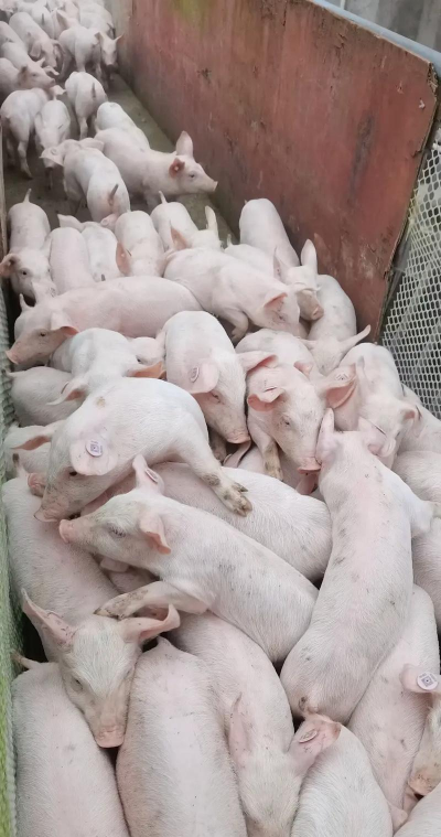 山东的仔猪为什么便宜