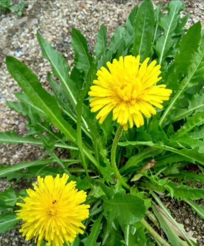 家里阳光不足怎么养花，选对植物种类，掌握养护技巧