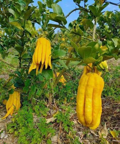 家里阳光不足怎么养花，选对植物种类，掌握养护技巧