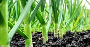 家里阳光不足怎么养花，选对植物种类，掌握养护技巧