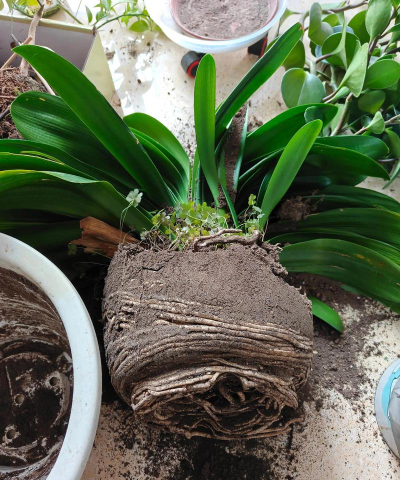 家里阳光不足怎么养花，选对植物种类，掌握养护技巧