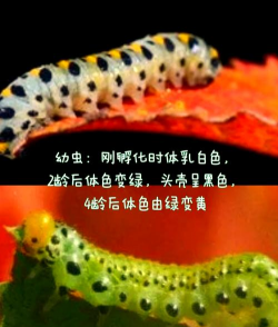 家里阳光不足怎么养花，选对植物种类，掌握养护技巧