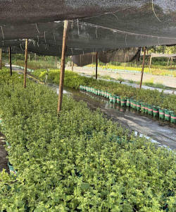 家里阳光不足怎么养花，选对植物种类，掌握养护技巧