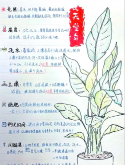 家里阳光不足怎么养花，选对植物种类，掌握养护技巧