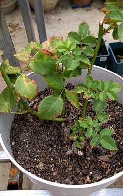 家里阳光不足怎么养花，选对植物种类，掌握养护技巧