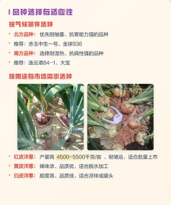 家里阳光不足怎么养花，选对植物种类，掌握养护技巧