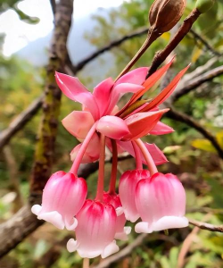 家里阳光不足怎么养花，选对植物种类，掌握养护技巧
