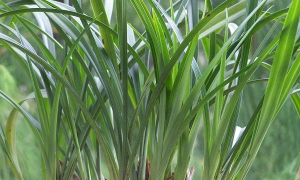 小众送妈妈的花有哪些花