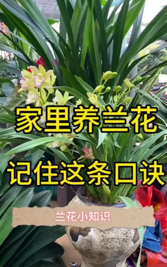 家里阳光不足怎么养花，选对植物种类，掌握养护技巧