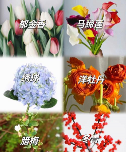 家里阳光不足怎么养花，选对植物种类，掌握养护技巧