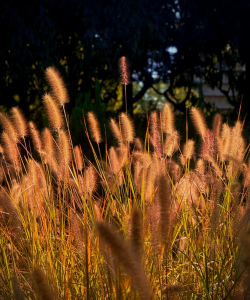 家里阳光不足怎么养花，选对植物种类，掌握养护技巧