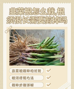 家里阳光不足怎么养花，选对植物种类，掌握养护技巧