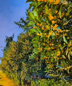 家里阳光不足怎么养花，选对植物种类，掌握养护技巧