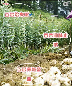 家里阳光不足怎么养花，选对植物种类，掌握养护技巧