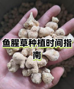 家里阳光不足怎么养花，选对植物种类，掌握养护技巧
