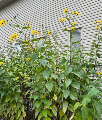 家里阳光不足怎么养花，选对植物种类，掌握养护技巧