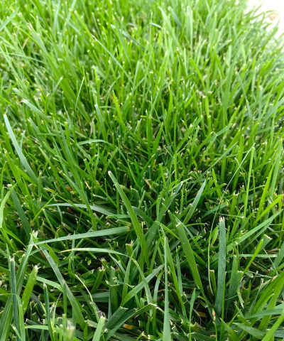 家里阳光不足怎么养花，选对植物种类，掌握养护技巧