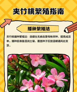 家里阳光不足怎么养花，选对植物种类，掌握养护技巧