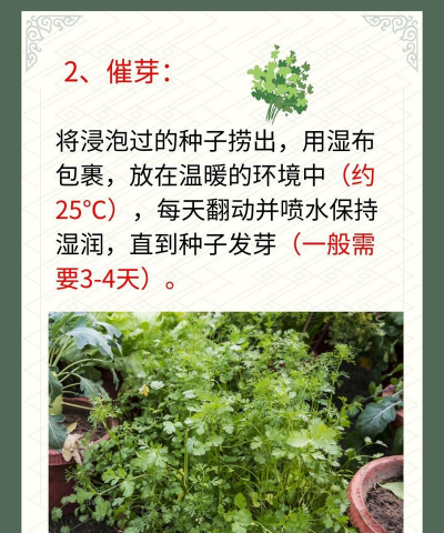 家里阳光不足怎么养花，选对植物种类，掌握养护技巧